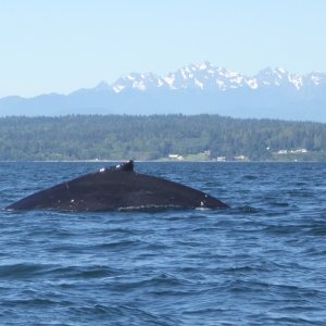 Another shot of the humpback..unfortunately it wasn't interested in putting on a show for me.