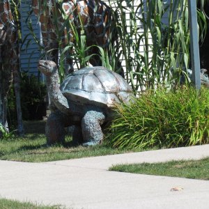 A Big great Lakes Turtle, good eating but hard to kill!