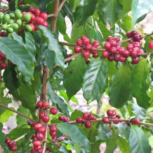 misc2 019Kona coffee anyone?
