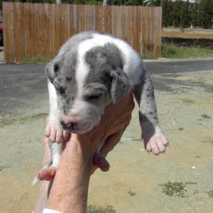 (Sea Wolf) Misty (Great Dane) at 5 weeks.