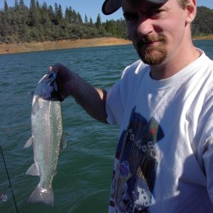 Typical Shasta Lake Rainbow
