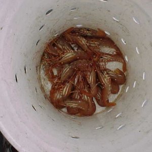 (BOMBERO) SOME PRAWNS FOR DINNER