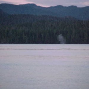 (BOMBERO) 
sept 05
humpback whales
smith inlet, british columbia, canada