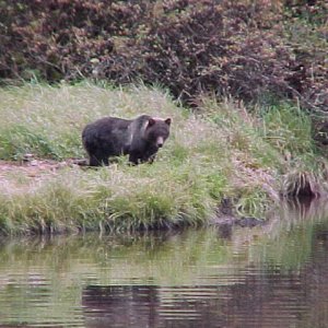 (BOMBERO)
grizzly  feeding on running dog salmon in the river......while i fish for cohos in the ocean out front

secluded inlet in northern britsh columbia ,canada