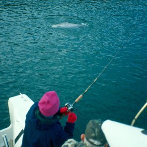 Battling a late run king - Cook Inlet, AK