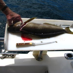 Filleting fish