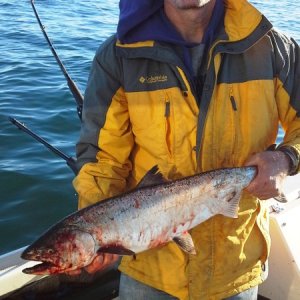 28" blackmouth caught on kingfisher 4" spoon, ~ 160' of wire, ~ 140' deep.

January 2, 2016