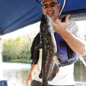 16.) Dead River catfish caught on a Rapala lure