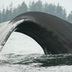 Enjoying time with Humpback Whales in the Hakai Pass area.