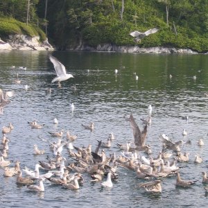 Screen Is, Broughton Archipelago Herring Ball.