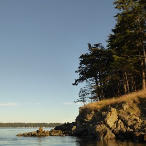 A bald eagle looking out overhead