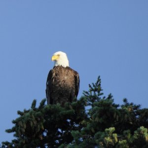 Bald eagle in tree above