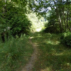 Trail at Eagle Harbor