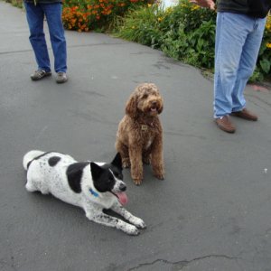 Teddi & Shadow 
We'll be good, we promise!