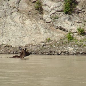 Another moose swimming the river