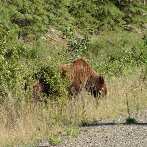 First grizzly bear we have seen just off the Klondike highway
