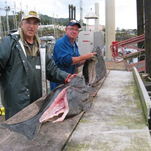 42 & 46 inch halibuts Sept 2016