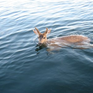 Came across this young deer about two miles out.  He was taken by the outgoing tide and was too weak to get back