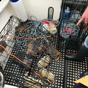 Got crabs?  We do!