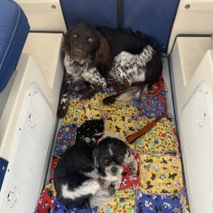 Gus and Dexter?s first voyage