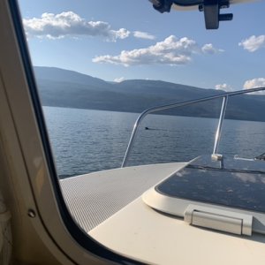 Gus the Munsterlander out for a swim