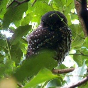 The moreporc, New Zealand's little native owl.
