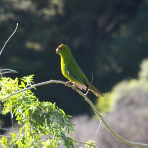 The kakariki (red crowned parakeet).  One tried to land on me.
