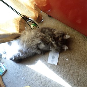 Miss Kitty We got her from Norfolk VA SPCA