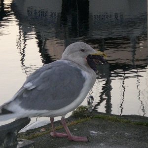 California trip and others 004