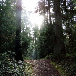 Walking the trail on Newcastle Island