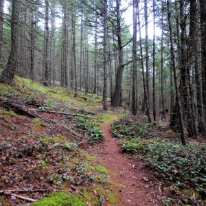 Hiking trail that leads from Cypress Head up to the Main Line Trail