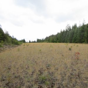 Old Airstrip looking South