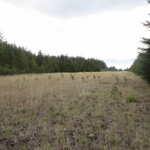 Old airstrip looking North