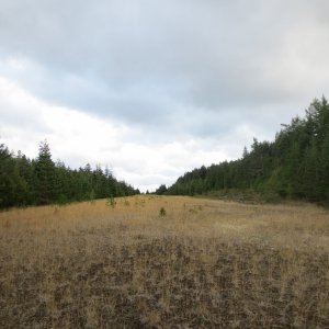 North end of airstrip looking South. From what I read, a developer bought land on Cypress in 1978 with plans to build a resort and golf course, and cleared this airstrip in the 1980s. Land owners on Cypress fought the development and won, and the developer sold the land to the DNR.