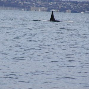 Copy of PC290013.JPG