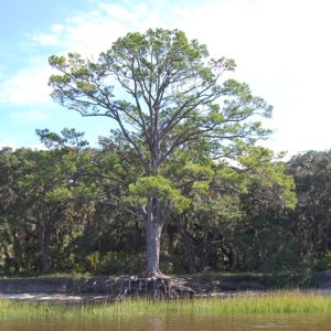 Cedar Tree ready to be claimed by the sea