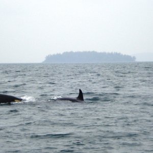 Orcas off of Sinclair Island