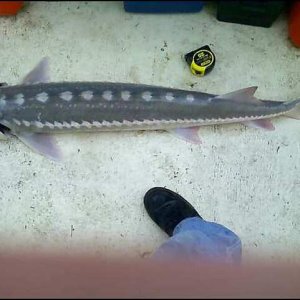 50" (Released)