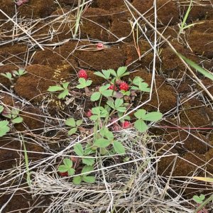 June - Strawberries in Airstrip