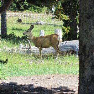 Eagle Bay campsite on Yellowstone Lake a resident checks us out