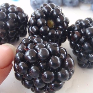 huge blackberries