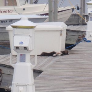mink fighting over a fish