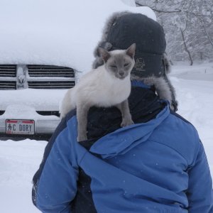 Ninja escaping the snow.  Great license plate on the truck!