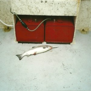 The first fish to be boated in my New to me boat.....that's an Atlantic salmom ...ha!ha!