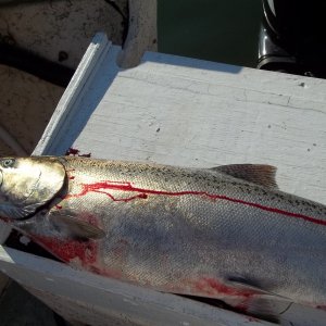 14/08/2011..my first King of the year, 10 lbs..small. The winning Salmom in the Search & Recue Salmom Derby yesterday was only 15.76 lbs. Kings rarely get past 25 lbs up here.