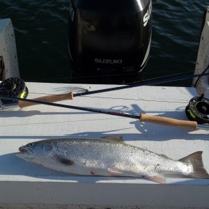 Tried out my new fly rods today,landed this Atlantic Salmon while trolling with a fly at about 6:15 A:M.....FUN..