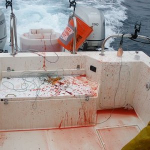 Good sign when Tuna fishing