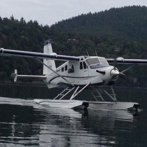 Turbo Beaver come to visit at Saturna