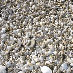 Shells at Manson's Landing
