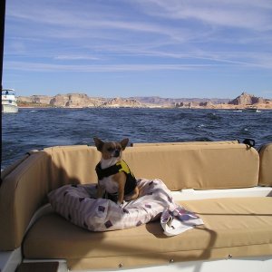 Teaco with life vest enjoying the ride on Tugger